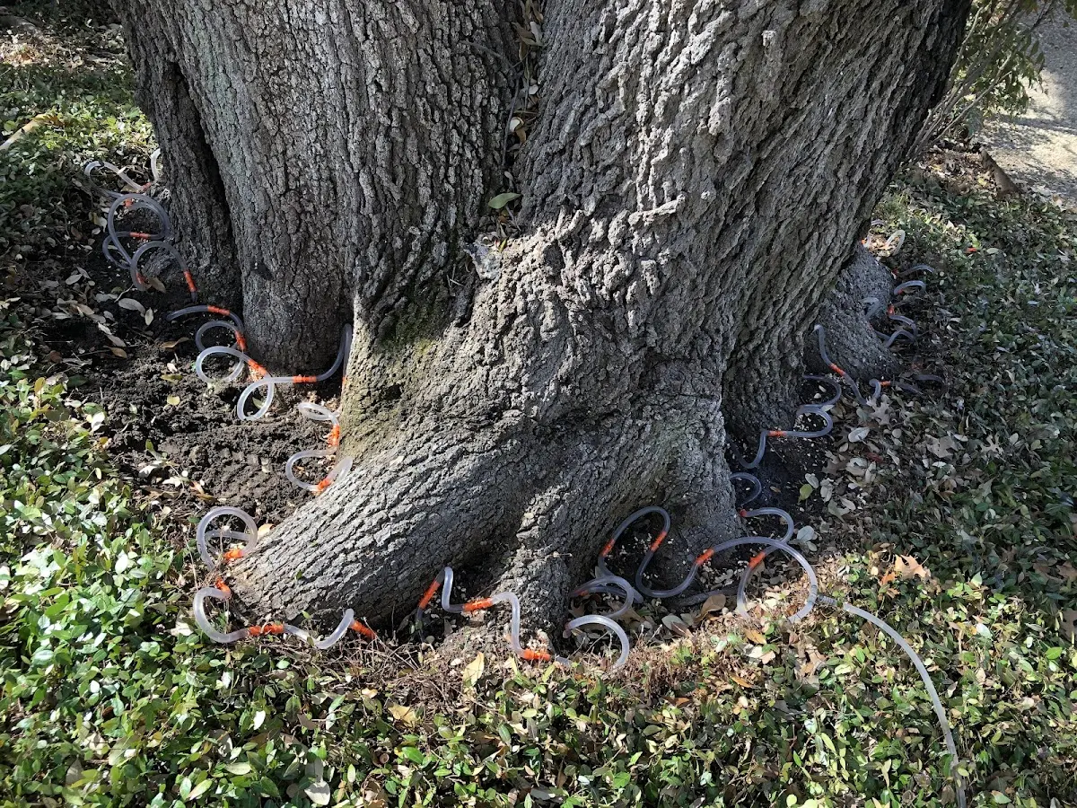 Detailed Tree Cabling and Bracing job site in Cannon Beach