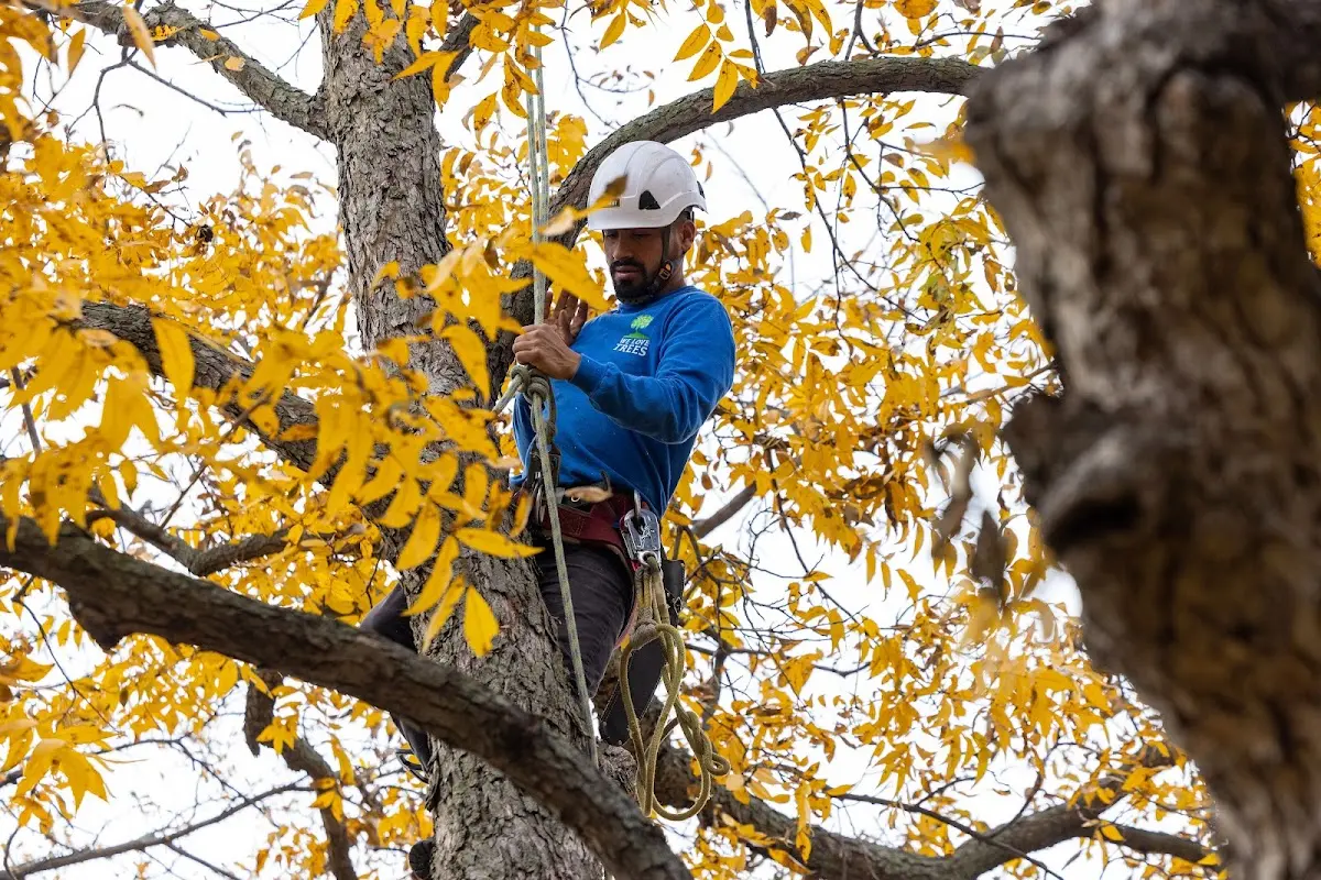 Skilled Tree Pruning crew working in Cannon Beach